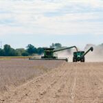 Colheitadeira processando lavoura de soja em campo agrícola, fonte das sementes encaminhadas para Unidades de Beneficiamento de Sementes