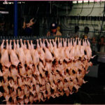 Linha de produção em planta industrial de frigorífico de aves com inspetores