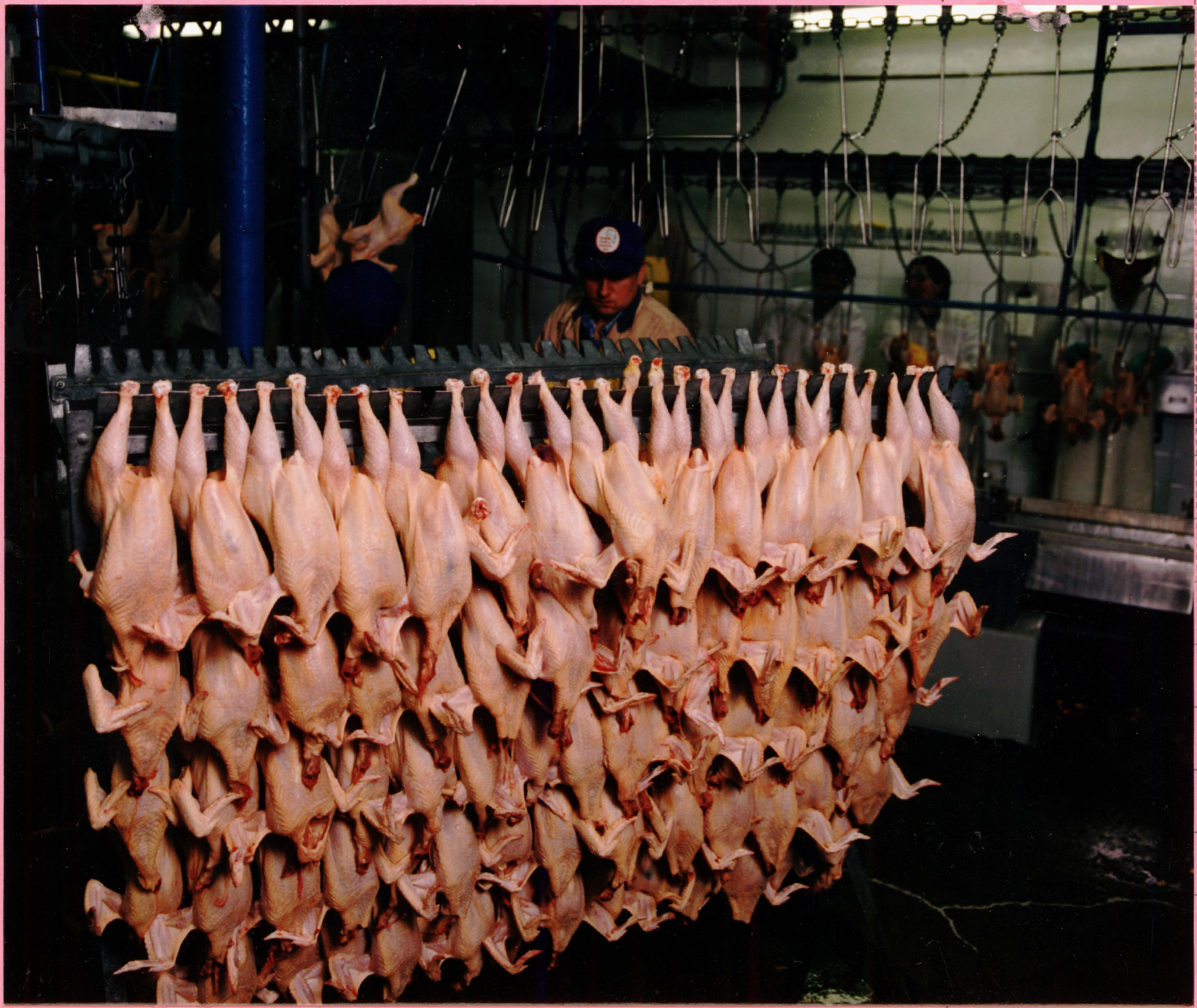 Linha de produção em planta industrial de frigorífico de aves com inspetores