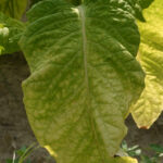 Folhas de tabaco em beneficiamento industrial