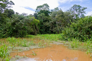 ESRS E4 Biodiversidade: Guia CSRD para Indústria Brasileira