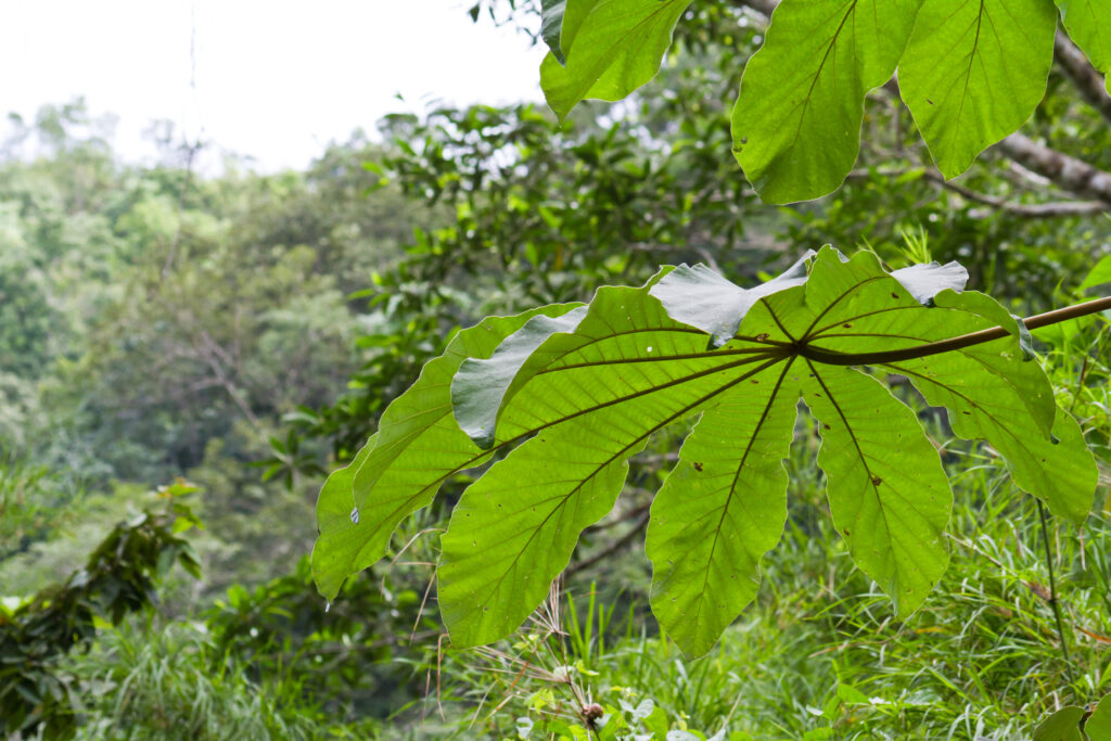Lei 13.123/2015: Marco da Biodiversidade na Indústria